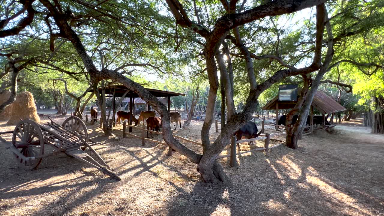 carros tradicionales y animales bajo árboles sombreados