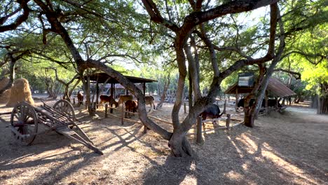 traditional carts and animals under shady trees