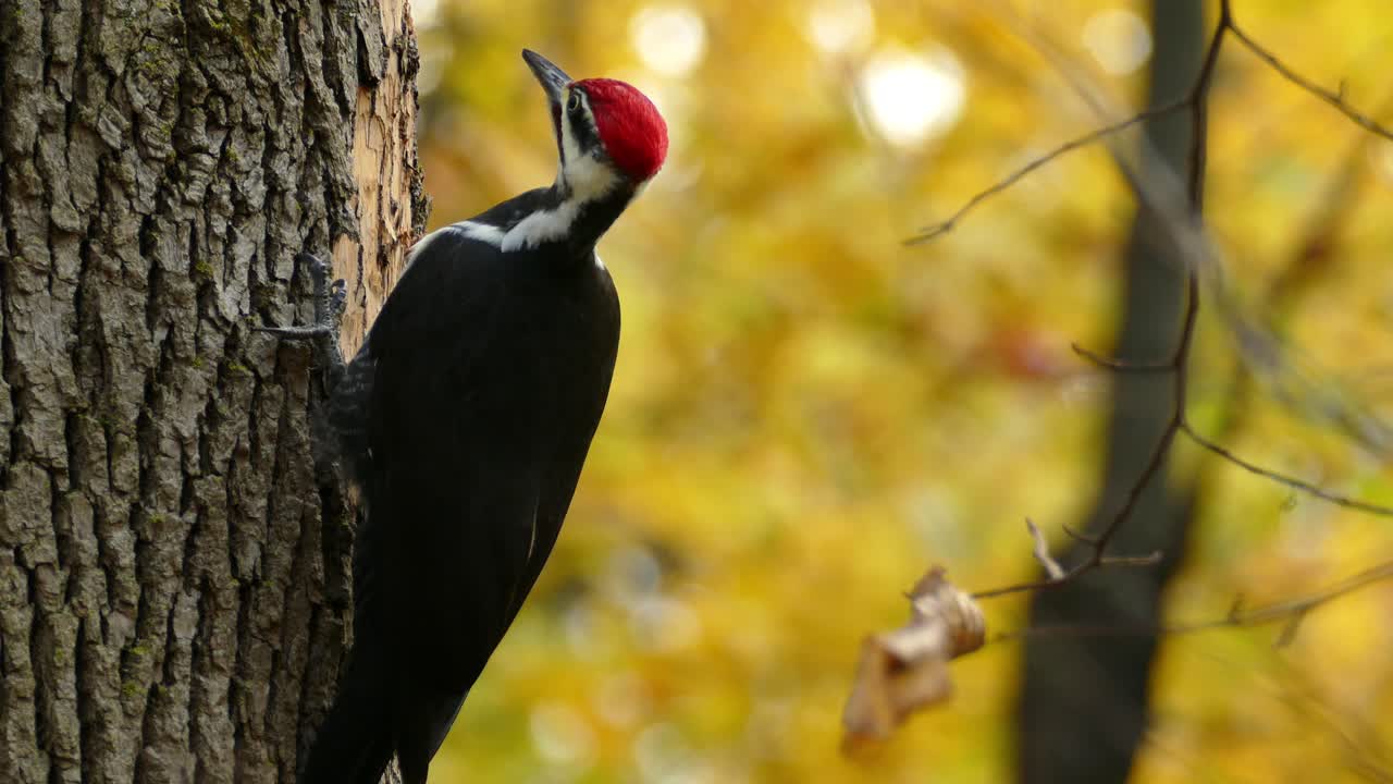 Pileated woodpecker pecking at a trunk, close-up shot