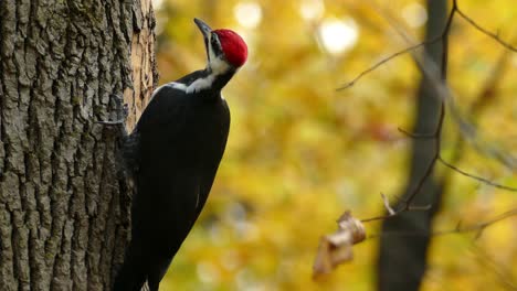 Pileated-woodpecker-pecking-at-a-trunk,-close-up-shot