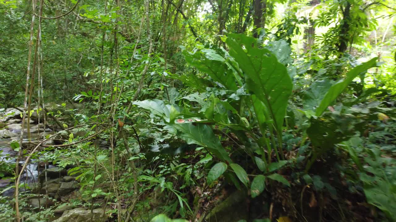 Fitta foresta pluviale verde, torrente all'interno della giungla, Colombia, Sud America
