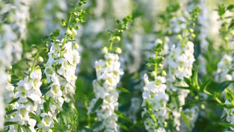 primer plano de las flores de angelón de hoja de sauce blanco balanceándose suavemente a la luz del sol