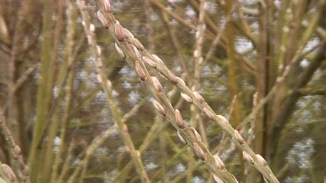 new early buds growing on the stems gently waving in the breeze of a golden weeping willow tree