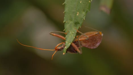 un insecto asesino común aferrado a la hoja de aloe vera - pristhesancus plagipennis en australia - cerrar