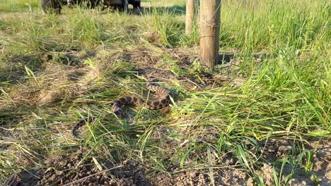 serpiente zorro oriental arrastrándose por la hierba en el campo en el condado de monroe, michigan