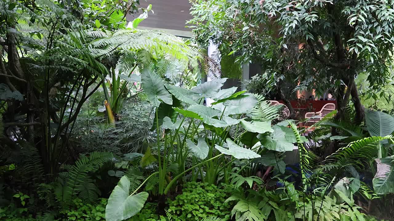 열대 숲 의 울창 한 초록색 과 안개