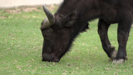 búfalo de agua asiático pastando en el campo