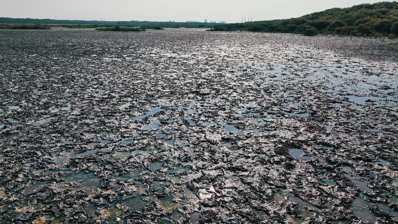 Al Zorah Mangrove in Ajman, UAE, a serene haven for wildlife and nature lovers.