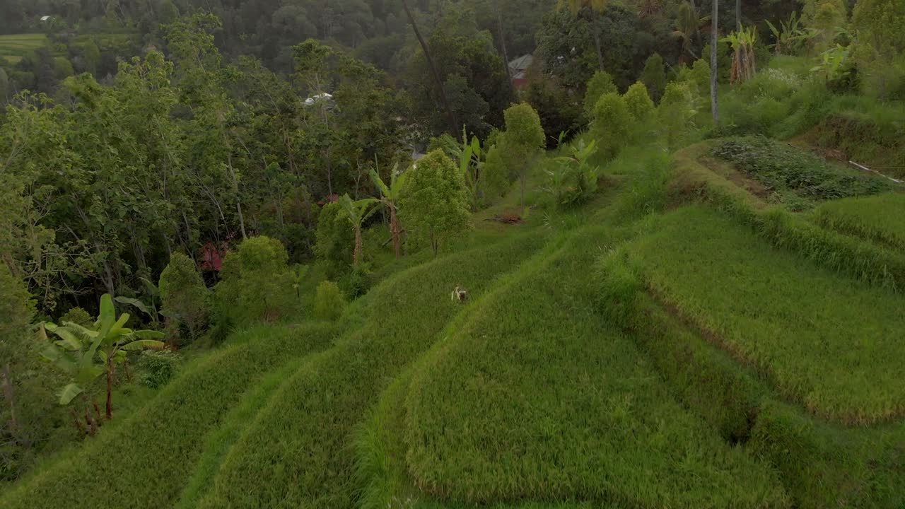 campos de arroz hd-4k-bali-2018