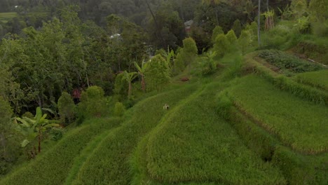 campos de arroz hd-4k-bali-2018