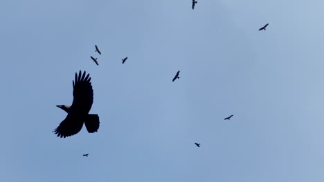 eagles flying in the blue sky - low angle looking up establishing shot