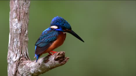 Der-Blauohrige-Eisvogel-Ist-Ein-Kleiner-Eisvogel,-Der-In-Thailand-Vorkommt-Und-Von-Vogelfotografen-Wegen-Seiner-Schönen-Blauen-Ohren-Gesucht-Wird,-Da-Er-Ein-Kleiner,-Niedlicher-Und-Flauschiger-Blaufederball-Eines-Vogels-Ist