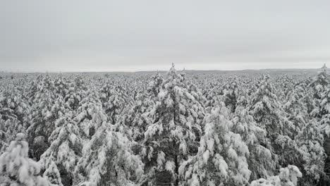 Antenne:-Fliegen-über-Gefrorenen-Wald-In-Der-Natur-In-Der-Wilden-Natur-Des-Winters