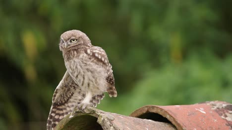 little owl bird folding spreaded wing perched on concrete pipe edge - close-up