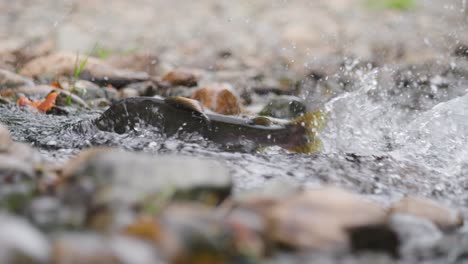 slow motion shot of salmon swimming up a river to spawn