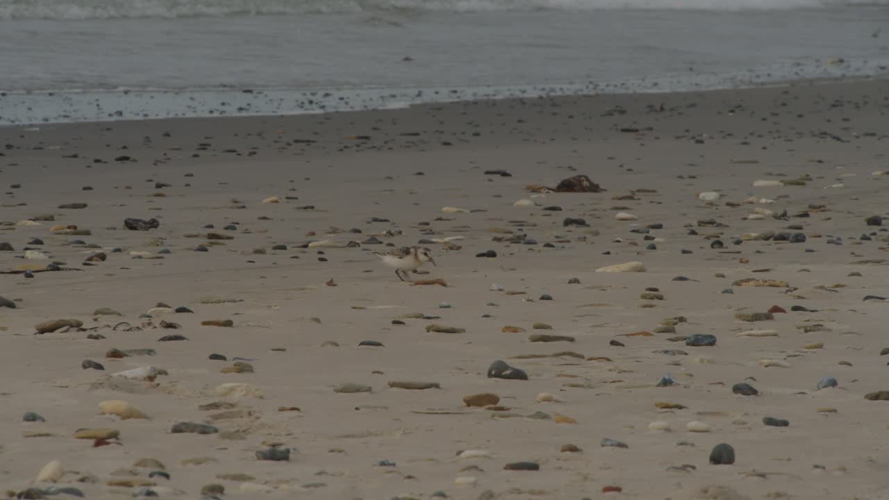 외로운 새가 모래사장에서 음식 조각을 찾아다니고, 손으로 들고 보는 모습