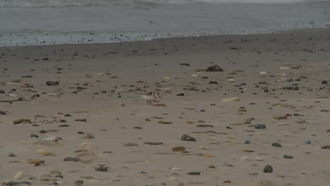 Lonely-bird-running-on-sandy-beach-searching-for-bits-of-food,-handheld-view