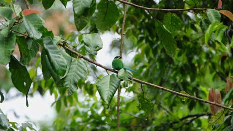 Encaramado-En-Una-Rama-Mirando-Hacia-El-Frente-Y-Luego-Salta,-Pico-Ancho-De-Cola-Larga-Psarisomus-Dalhousiae,-Parque-Nacional-Khao-Yai,-Tailandia