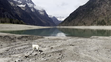 dog playing with a stick on a shore by the lake