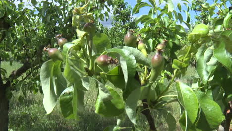 pear orchard in full growth