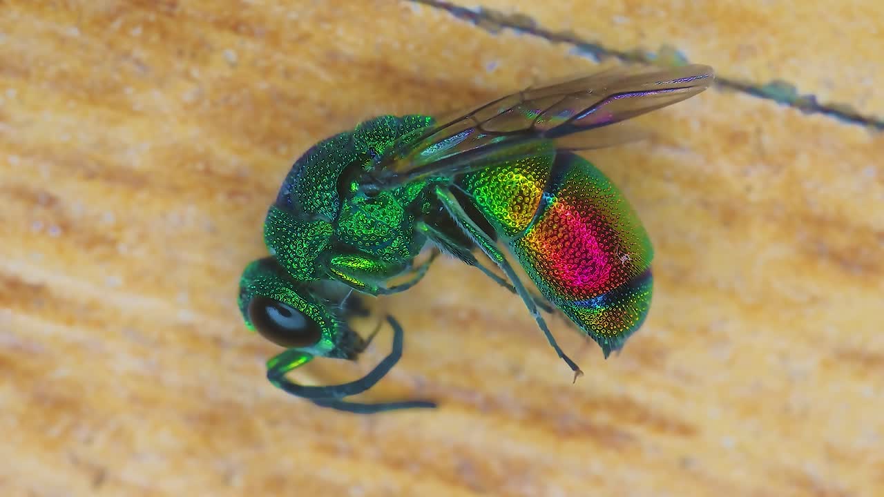 Macro view of Chrysis Ignite Fly Parasitoid Insect Golden Cuckoo Wasp 4k