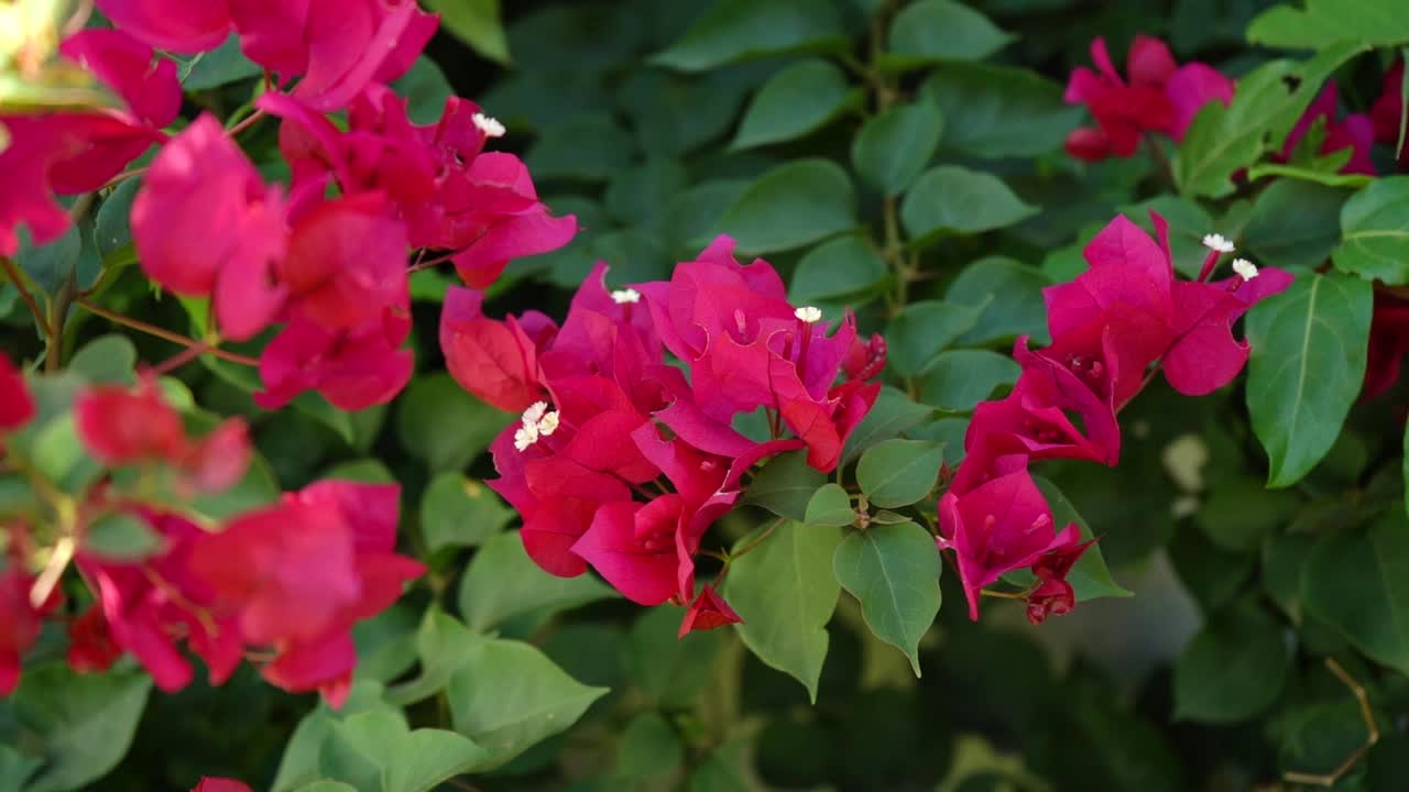 Fiori di Bougainvillea rosa nel giardino.