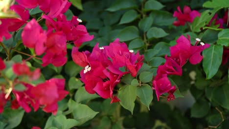 pink bougainvillea flowers in the garden