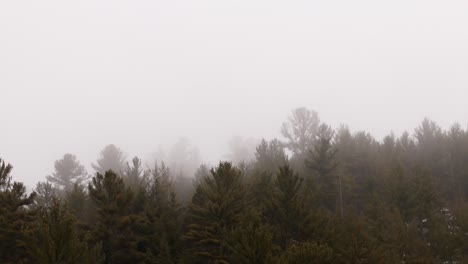 close-up of fog-shrouded trees with their silhouettes blending softly into the mist, evoking a quiet and ethereal mood. ideal for atmospheric and cinematic themes.