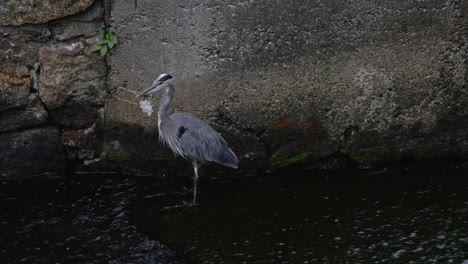 a great blue heron stands in shallow running water in front of a large stone and slowly looks around