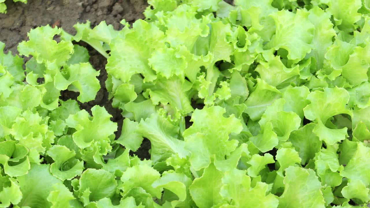 plantando hojas de lechuga en un jardín ,