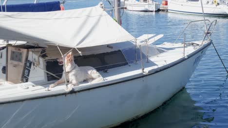 dog enjoying a summer day on the yacht boat