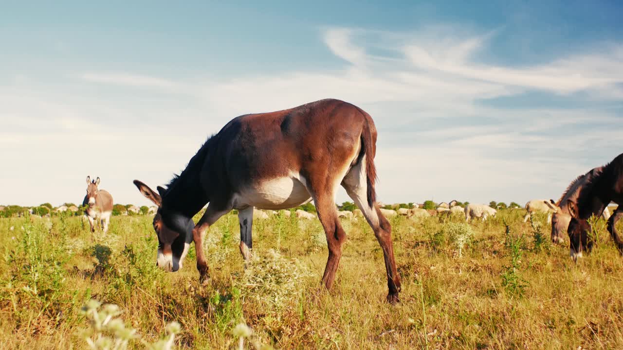un sereno día de verano donde los burros pastan pacíficamente en un exuberante pasto verde