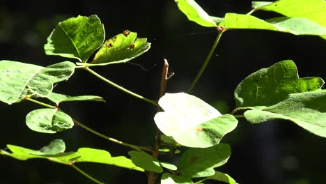 Green-Leaves-Shine-In-The-Sun-In-A-Warm-Forest-In-The-Santa-Ynez-Mountains-Of-California-2