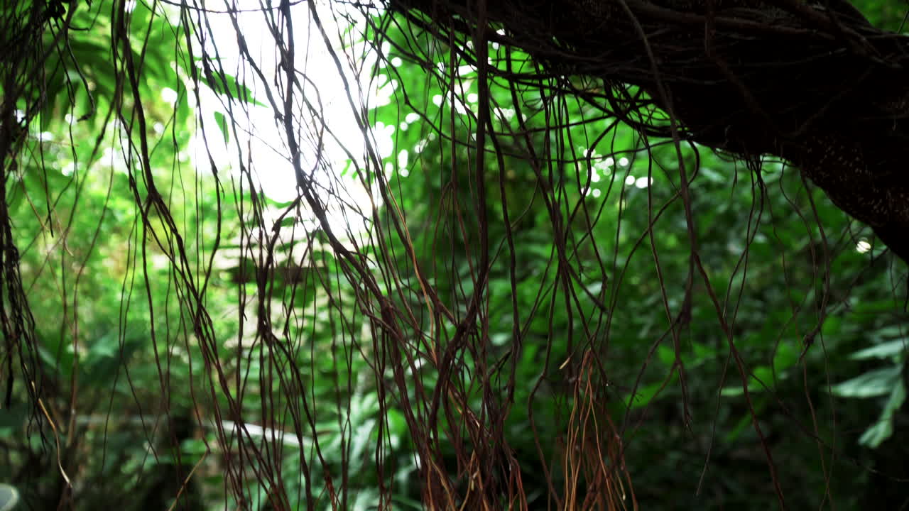 雨林中的一棵柳樹 (liana)
