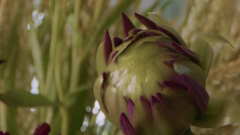 extreme closeup on a chrysanthemum morifolium bud