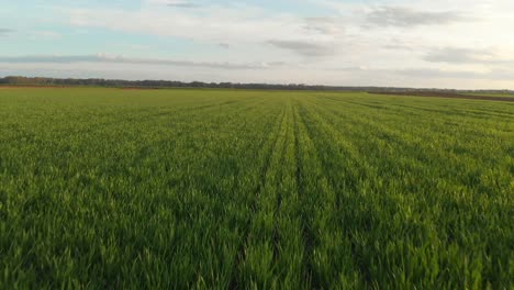 drone fly fast and low over green field of young wheat crops, cinematic movement