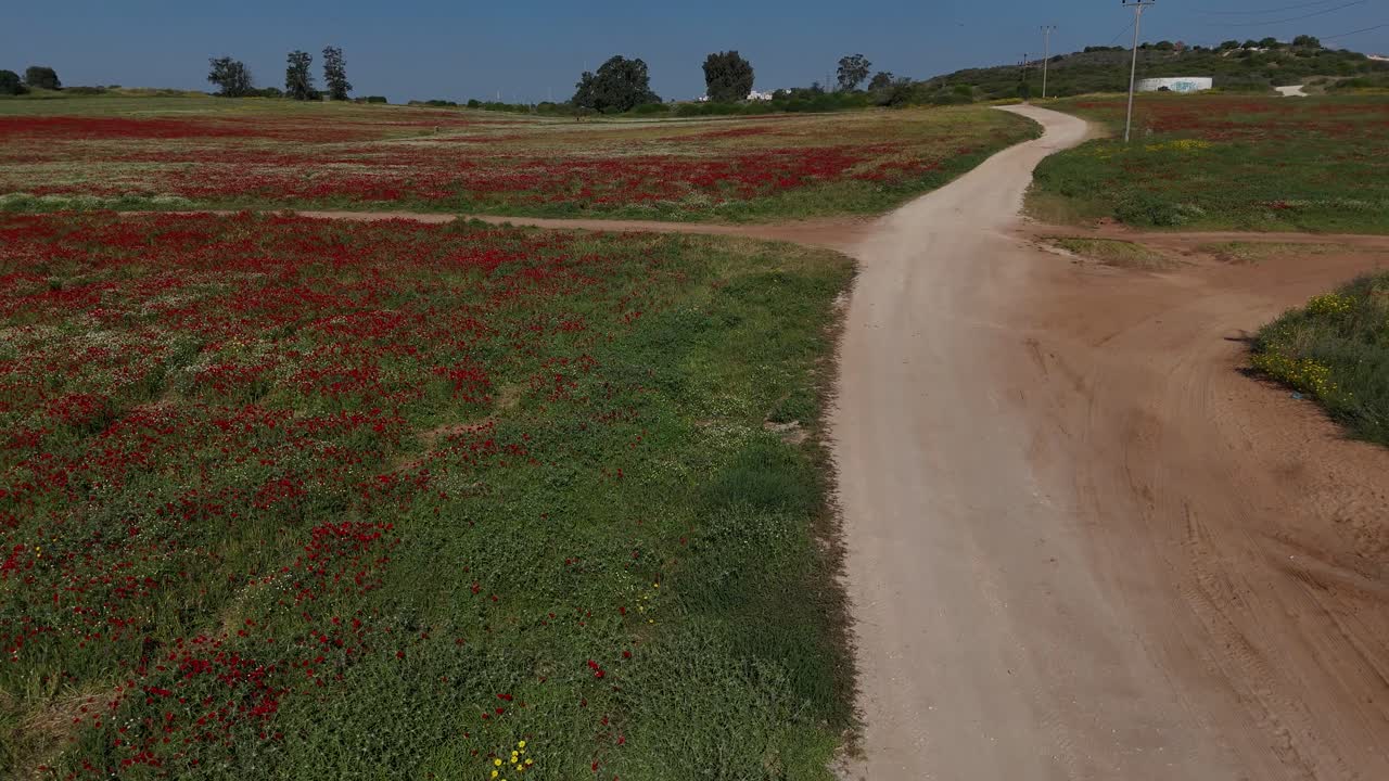 Ripresa aerea con drone 4K di un prato di fiori selvatici con papaveri rossi e fiori primaverili colorati, campo verde che ondeggia al vento, paesaggio naturale pacifico, sfondo panoramico di campagna fiorita
