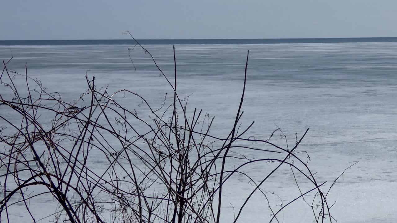 Ice retreats on a frozen bay in early spring, with bare vines in the foreground.
