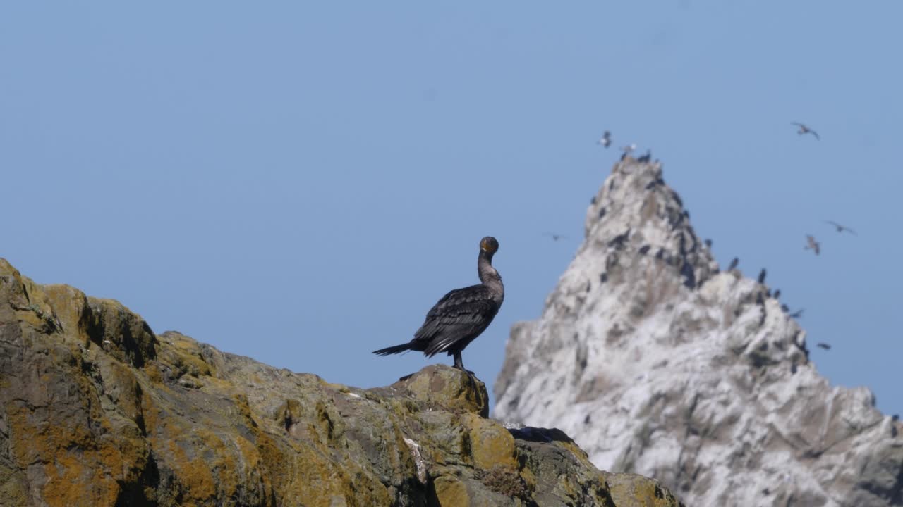 un cormorán se sienta en una cornisa de roca con un pico blanco detrás