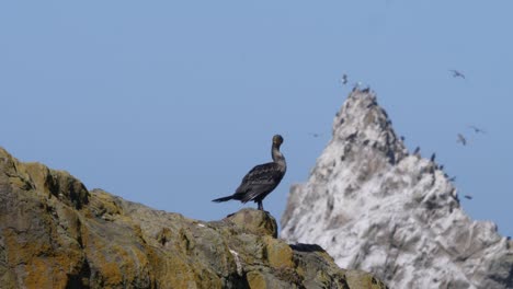 a cormorant sits on a rock ledge with a white peak behind it