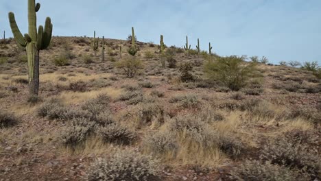 giant saguaro cacti in the phoenix valley