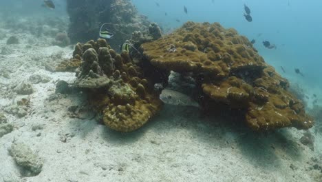 Schwarzfleckiger-Igelfisch-Kehrt-Zum-Versteck-Unter-Großen-Korallen-Zurück