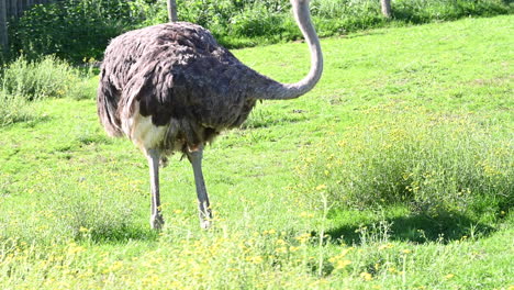 Un-Avestruz-Mira-A-Su-Alrededor,-En-Un-Parque-Zoológico,-Un-Gran-Pájaro-De-África-En-Un-Campo-De-Hierba