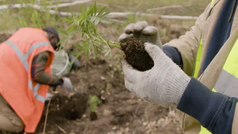 Nahaufnahme-Der-Hände-Des-Ökologen-Aktivisten,-Der-Einen-Kleinen-Baum-Im-Wald-Hält