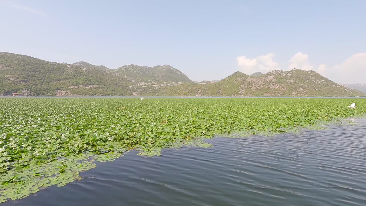 прогулка на лодке по скадарскому озеру в черногории, лодка проплывает мимо водяной лилии