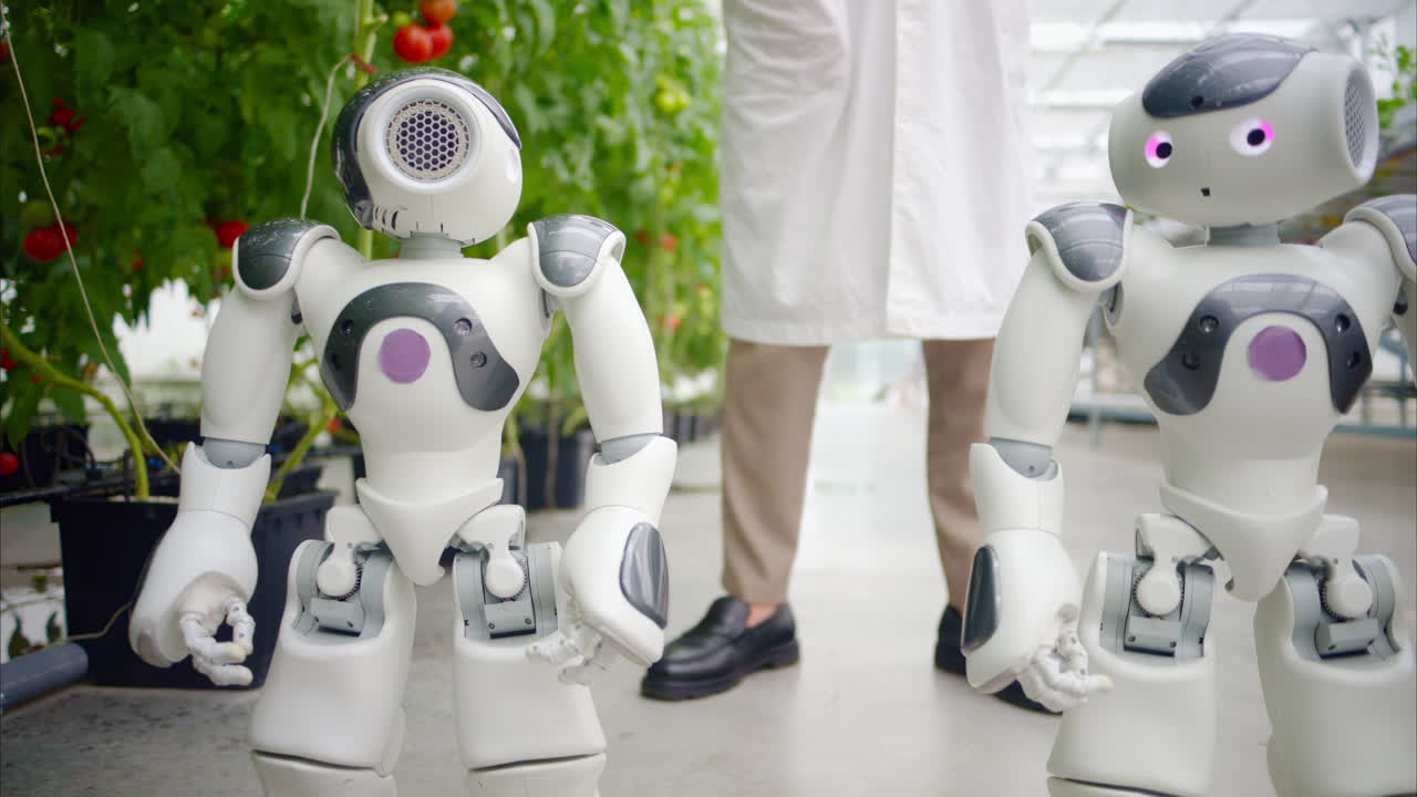 Two humanoid robots and a laboratory technician standing near rows of tomatoes in a greenhouse farm