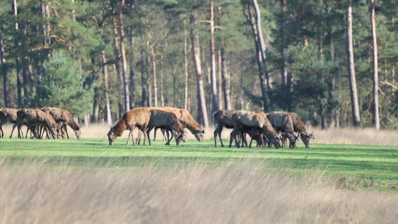 Mandria di alci femmine al pascolo nel campo a Veluwe, Paesi Bassi