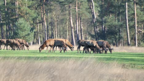 Herd-Of-Elk-Cows-Grazing-On-The-Field-In-Veluwe,-Netherlands