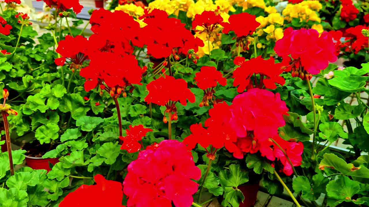Colorful blooming flowers in red, pink, yellow, and orange with lush green leaves
