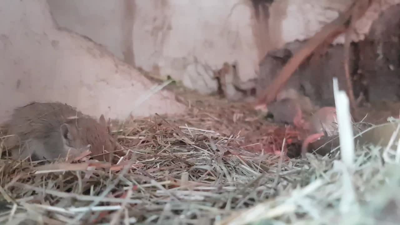 놀고 뛰어다니는 몽골리안 게르빌쥐